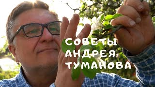 Андрей Туманов  Даже мандарины надо выбирать умеючи