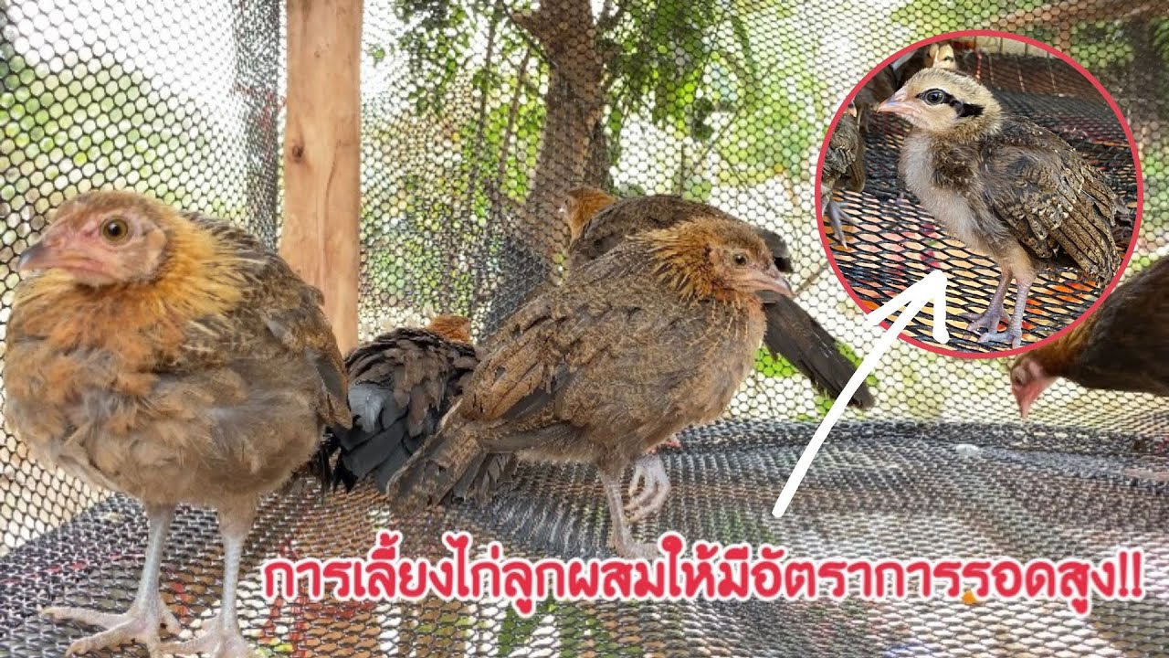 เทคนิคการเลี้ยงไก่ป่าลูกผสมให้มีอัตรารอดสูง ฉบับคนไม่มีเวลา !!