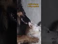 How dogs Chitti and Nancy loving each other #pomeranian #germanshepherd #youtubeshorts