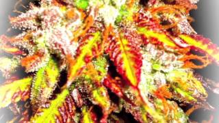 Marijuana Max Wild Zombie 1080p