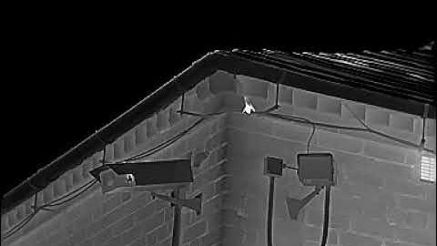 Bat roost , soprano pipistrelle, maternity roost
