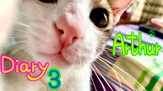 Tiny Rescue Kitten turned into the Great Cat Arthur's Diary 3 'Happiness Encounter' by Arthur the Great Cat 9,652 views 1 year ago 2 minutes, 27 seconds