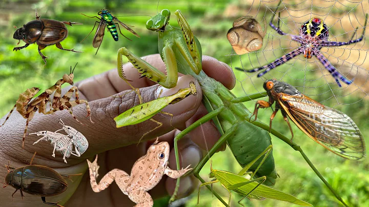 beautiful predator: the master of disguise in the insect world thumbnail