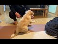 Golden Retriever  ハッピ君　生後2ヶ月