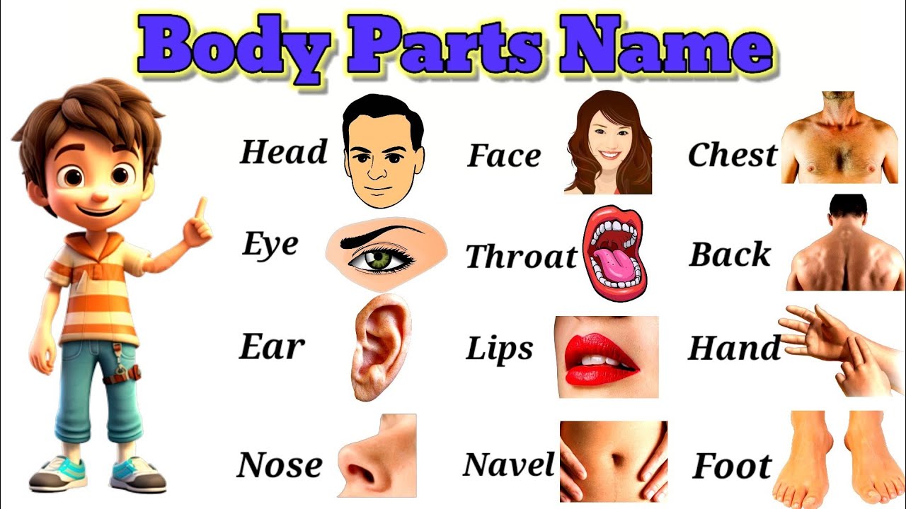 Body Parts Vocabulary Parts Of Body Name In Urdu To English Human body-parts-vocabulary-parts-of-body-name-in-urdu-to-english-human