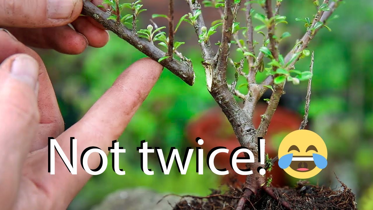 How to style cotoneaters for bonsai from nursery stock