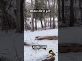 Where Did This Squirrel Go? (Blink and You Miss It) #shorts #wildernessseason