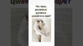 Что такое различные духовные ценности в паре? #веселыекоты #кот #прикольныекоты #любовь #котосемья