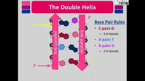 BIO 180 Nucleic Acids