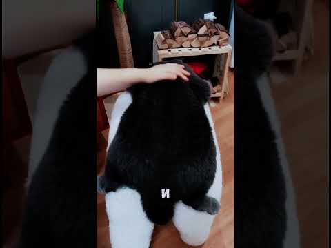 Устрой СПА для животных. Паровая расческа для кошек и собак | Находка WB / Ozon