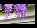 紫藤花 视频朗诵 晓静 紫藤花 视频朗诵 晓静