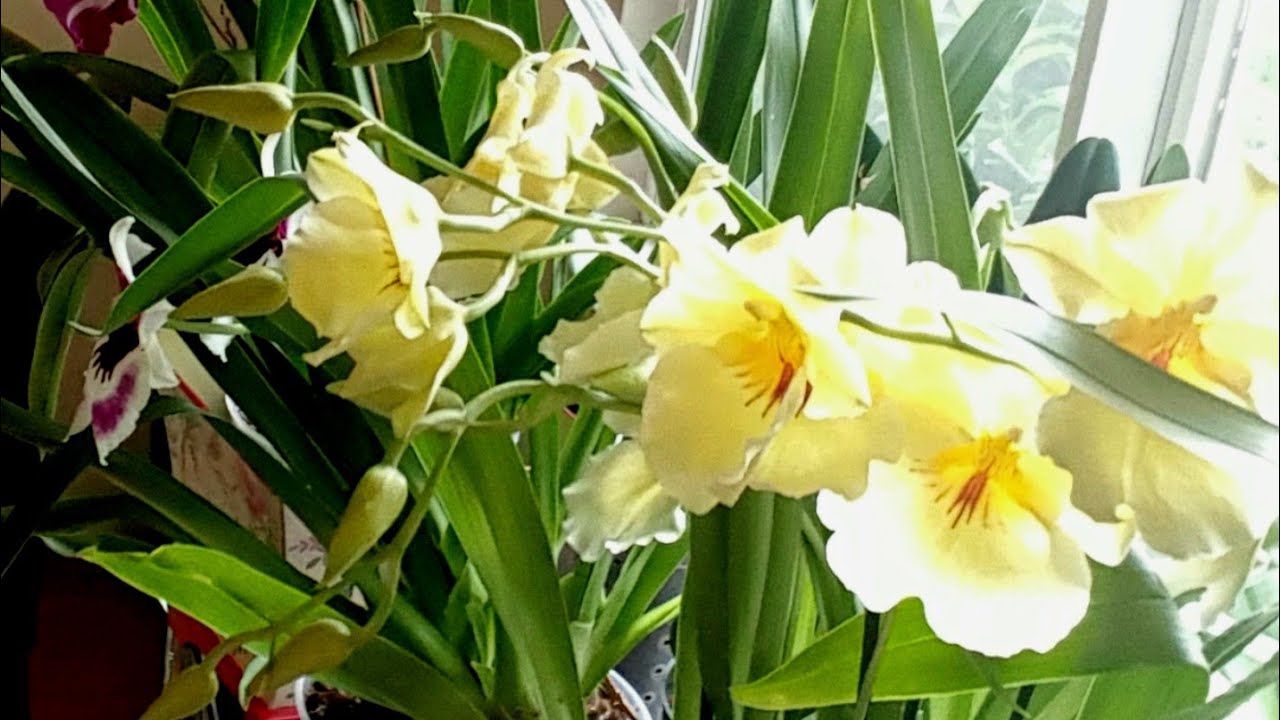 Para saber cúal es nuestra orquídea debemos verle las flores ║Orquídeas en el mundo