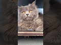 ✨😼Tell!! #cat #viral #funny #funnycats #shorts #short #viralvideo #shortsfeed