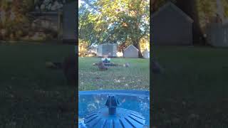 Squirrel Caused Chaos — My Birdbath Camera Caught It All