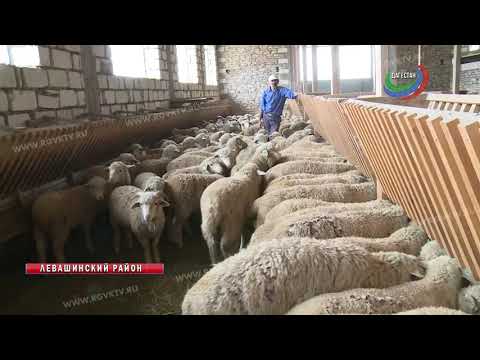 В Дагестане набирает обороты откормочное животноводство