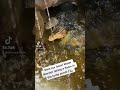 ASIAN WATER MONITOR LIZARD SWIMS IN POND! 🏊‍♂️