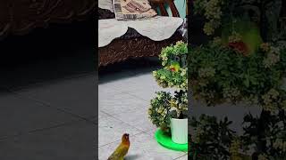 How to climb #youtubeshorts #shorts #birds
