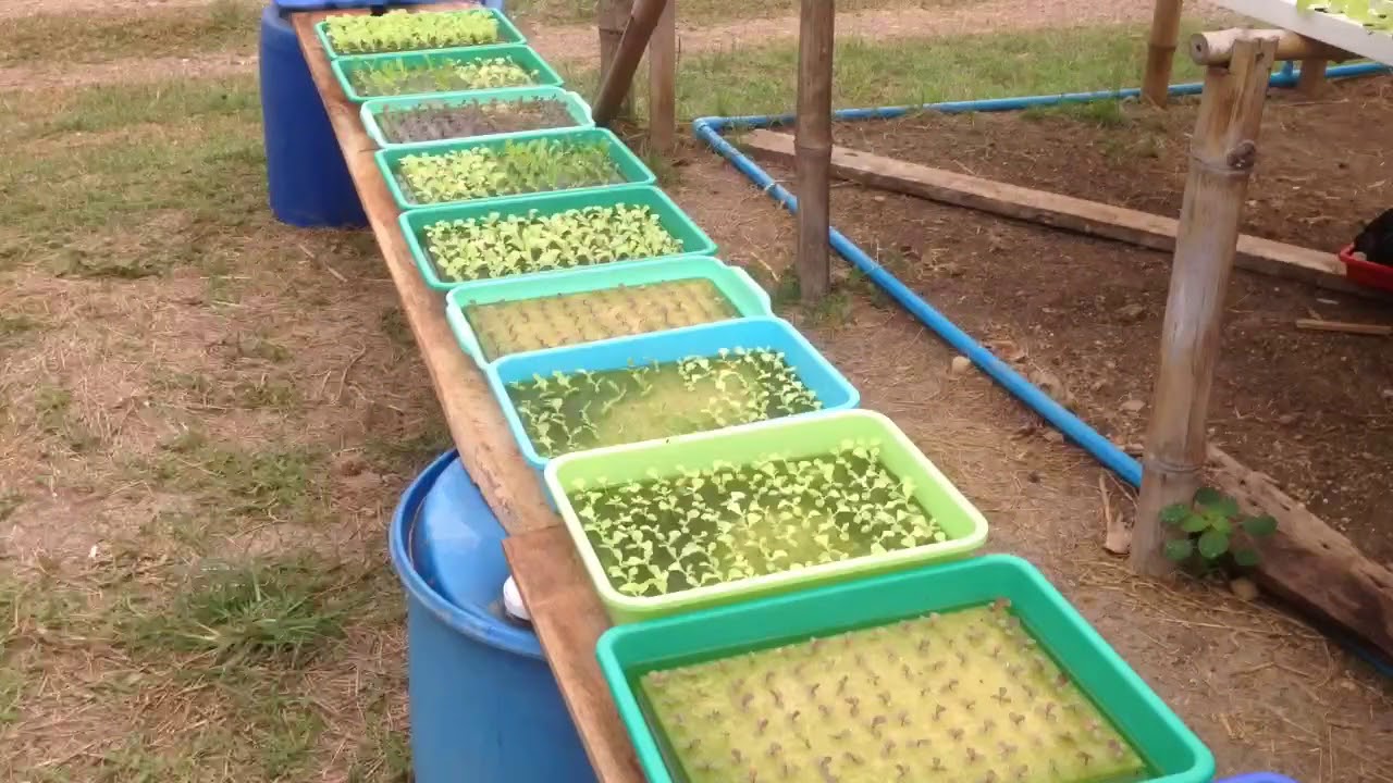 สรุปวิธีปรับค่า PH และ EC ผักสลัดไฮโดรโปนิกส์ จาก EP1-5 แบบรวบรัด