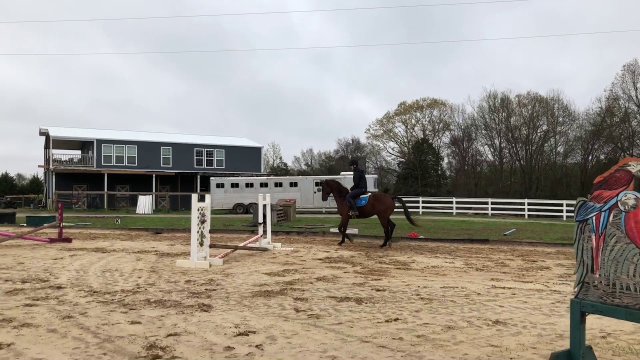 Second Chance Thoroughbreds - SOLD - prince - trot - YouTube