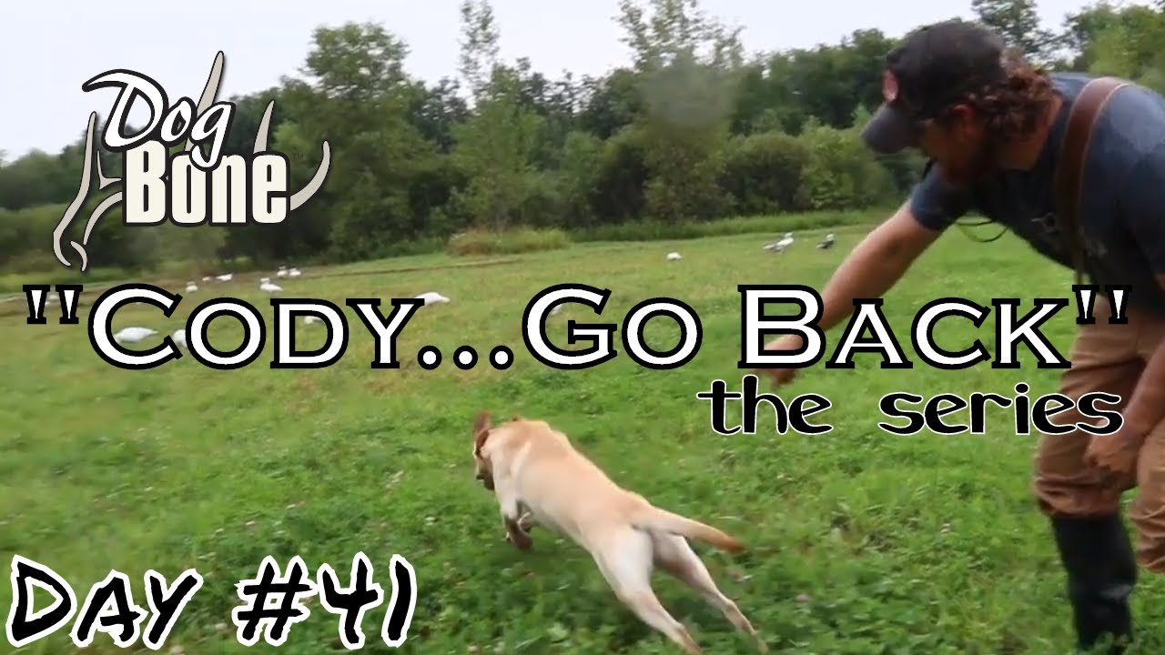 "Cody... Go Back" Training a Gun Dog to Handle Day 41 YouTube