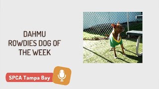 Meet the Tampa Bay Rowdies Dog of the Week-Dahmu | Adopt a Dog Tampa Bay | Adopt Shelter Dogs