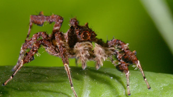 Spider With Three Super Powers | The Hunt | BBC Earth - DayDayNews