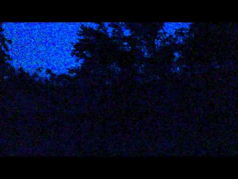 Eastern whip-poor-will Calling
