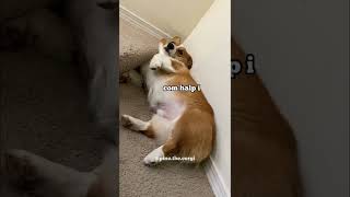 Corgi drama - i is stuck