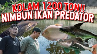 GREBEK !!! KOLAM IKAN PREDATOR TERBESAR 1.200 TON  LEPASIN HASIL BORONG DI PASAR PARUNG BOGOR