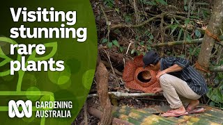 Mind-blowing rare plants and the world's largest flower | Indonesia Special | Gardening Australia