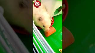 m'y cute hamster 