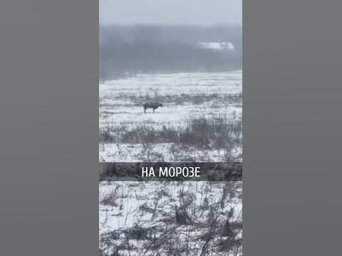 Забыли корову #молдова #кишинев - YouTube