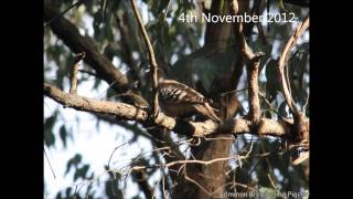 Matts Australian Birding 1  40  1080p Hd Available