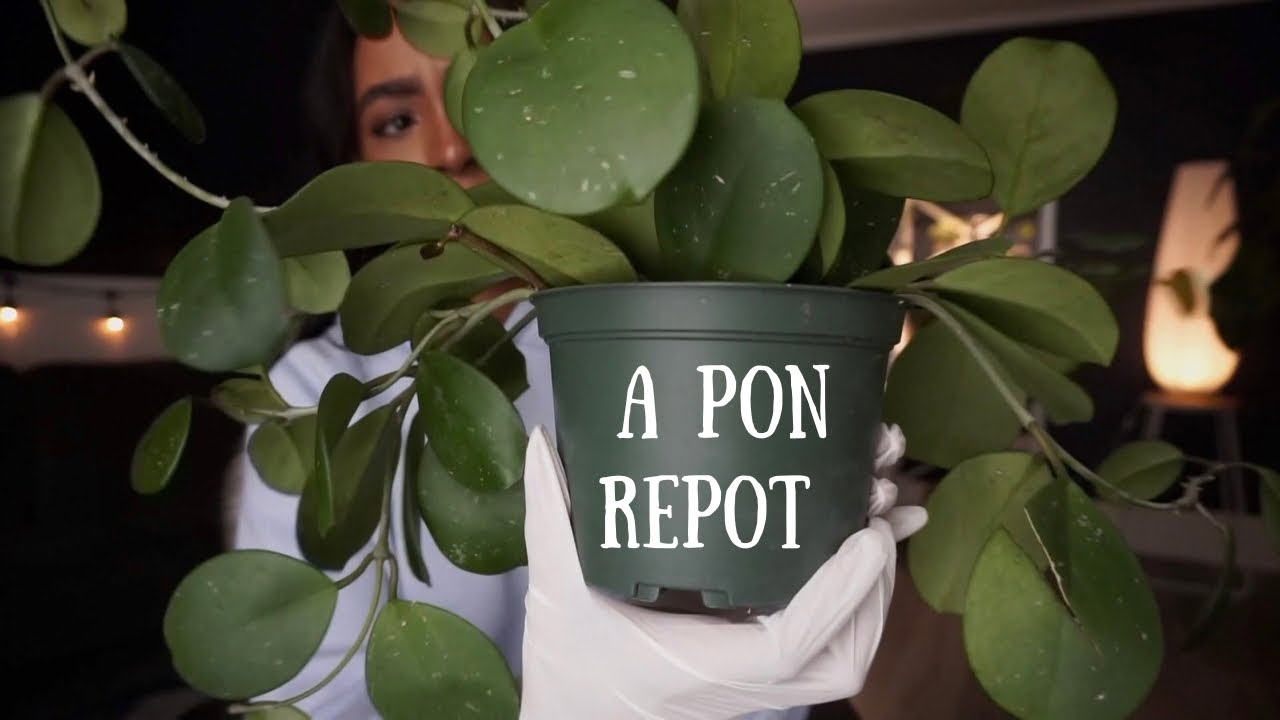 Switching My Hoya Obovata to PON
