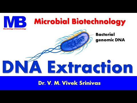 Why Is Dna Extraction Important In Biotechnology