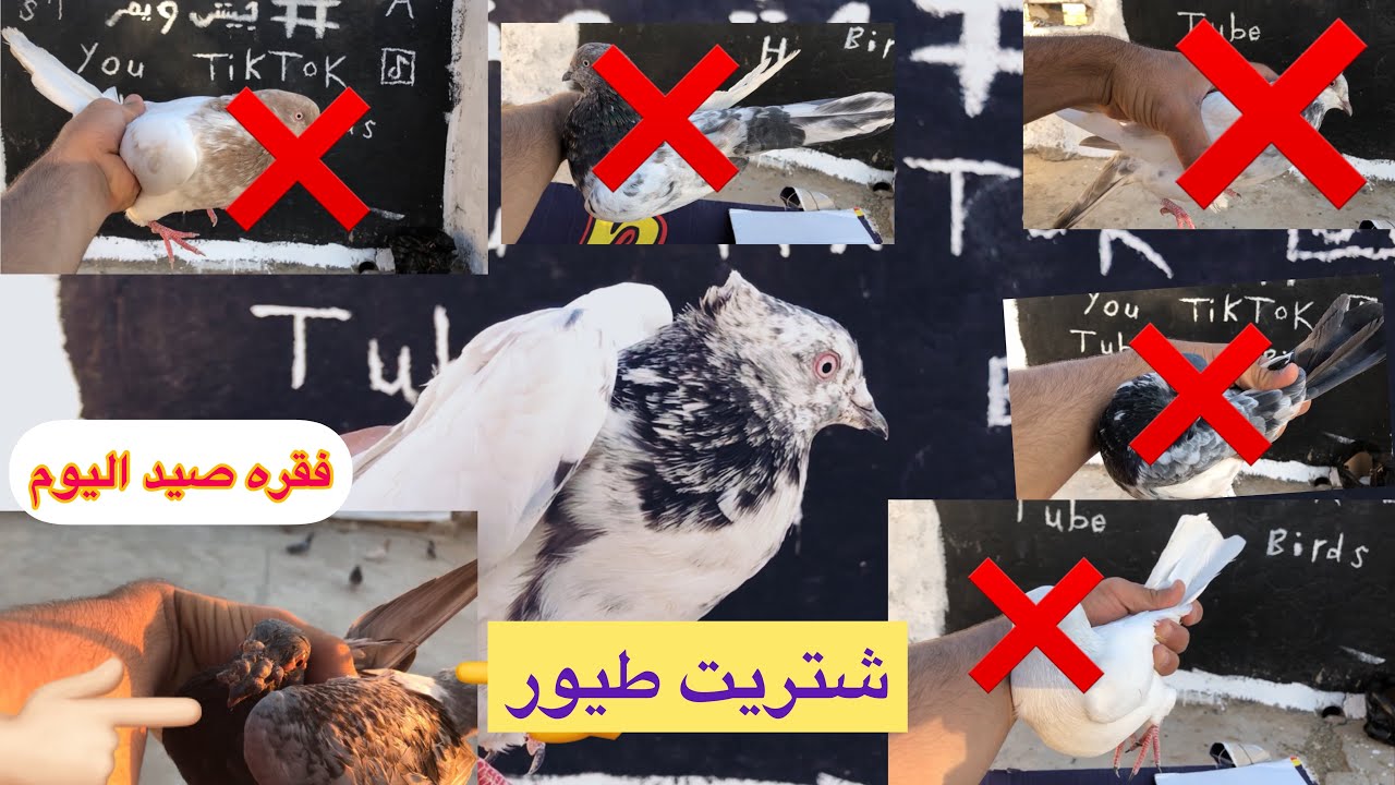 فقره صيد اليوم 😂 شوفو جبنه تور كارتون ترس😂😂