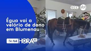 Despedida emocionante: égua vai a velório de dono em Blumenau | Cotidiano | Tá Na Hora SC