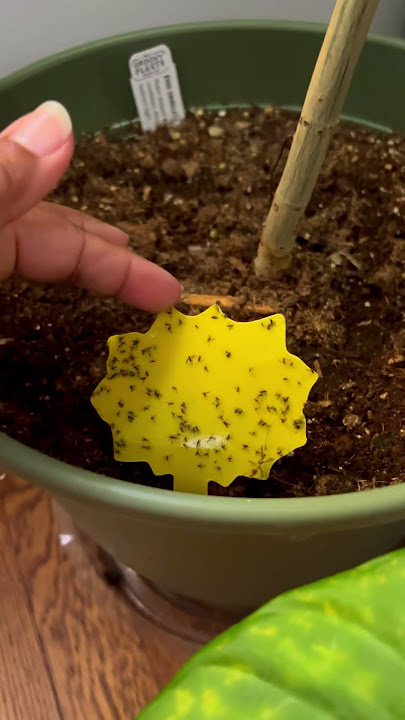 How to get rid of fungus gnats #fungusgnats #gnats #gardendesignideas #gardening #houseplants