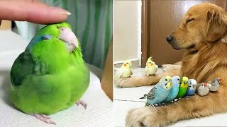 Smart And Funny Parrots Parrot Talking Videos Compilation (2023)  Cute Birds #36