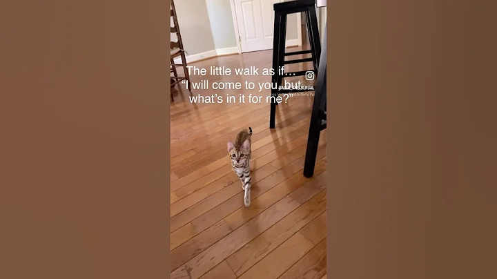 Video 9514581: bengal cat kitten pets, bengal cat pets animals, bengal cat funny kitten, bengal cat walking, funny lovely bengal cats, cats funnycatvideos kitten love