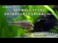【シンポジウム】「紫川で絶滅したタナゴ類と淡水二枚貝のことから考える治水の未来について」