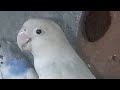 My birds detail