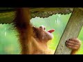 Understanding Orangutan Behavior and Experiences