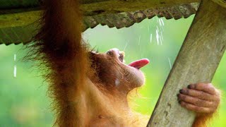 Orangutan Creates an Umbrella Hat to Stay Dry