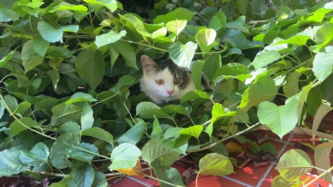 Cat found perfect hiding spot