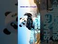 ZENPANDA earth pe aa Gaya hai #ai #panda #creator #funny #tutorial @DarkFrameAIDark