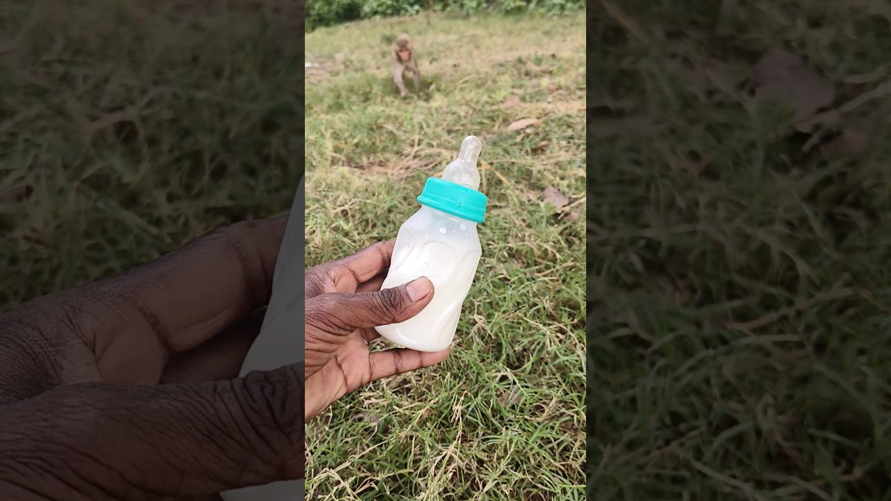 cute baby monkey drinking milk from bottle 🍼🐵🥰