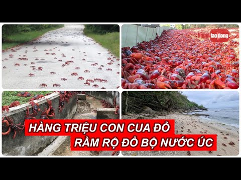 Video Hàng triệu con cua đỏ rầm rộ đổ bộ nước Úc, Hồng Kông... - youtube