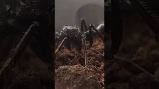 Reina de Paraponera Clavata (Hormiga Bala)