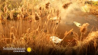 Plane Crashes into Alligator Nesting Grounds in the Florida Everglades 🐊 Air Disasters | Smithsonian